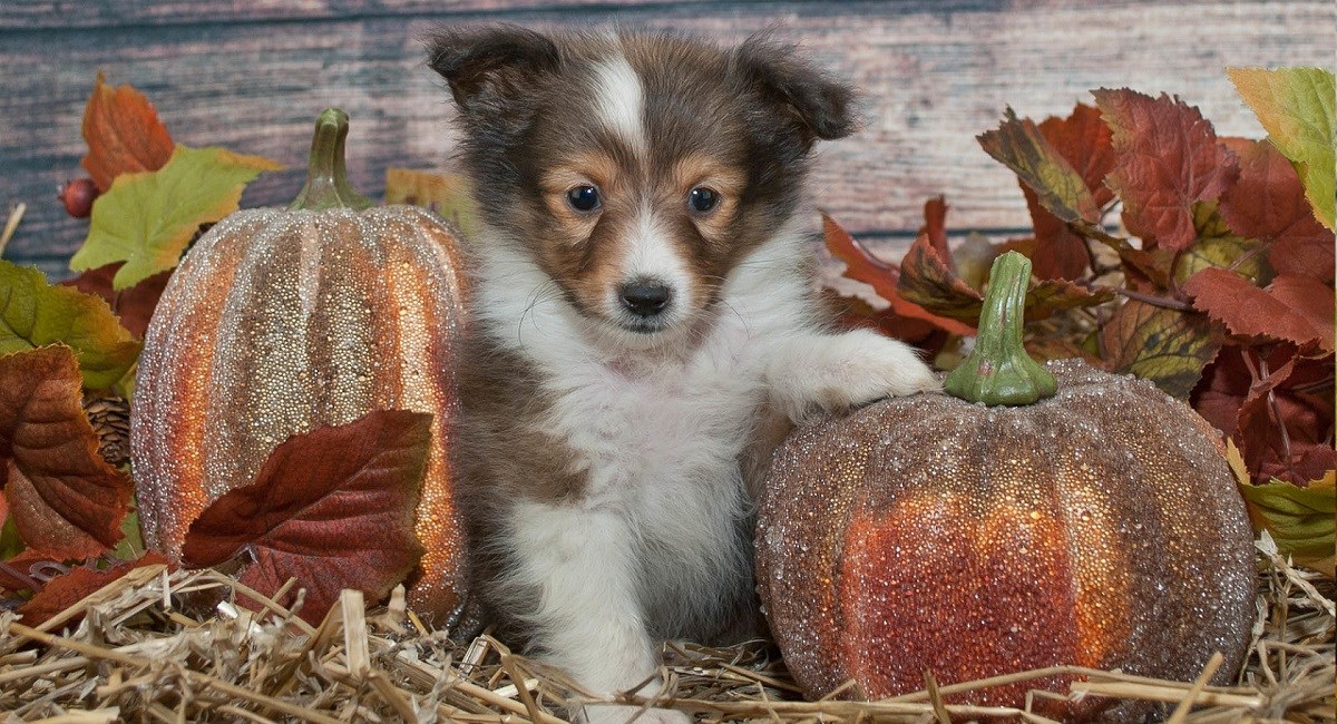 Sable Shettie puppy with pumpkins