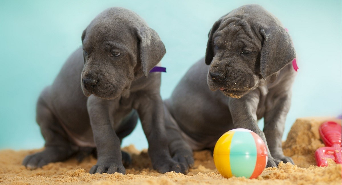 Two Great Dane puppies making the most of the beach
