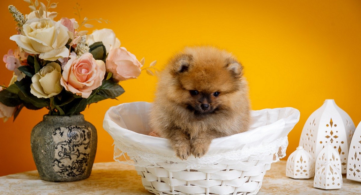 Pomeranian puppy in basket with flowers