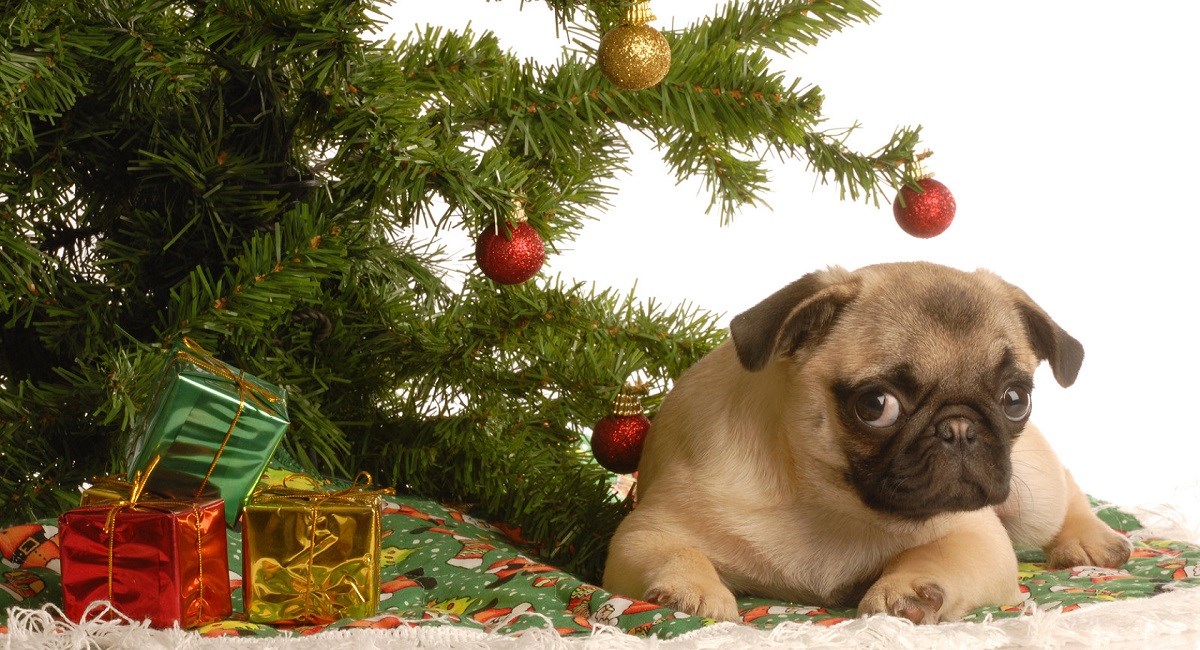 Pug puppy under Xmas tree with gifts