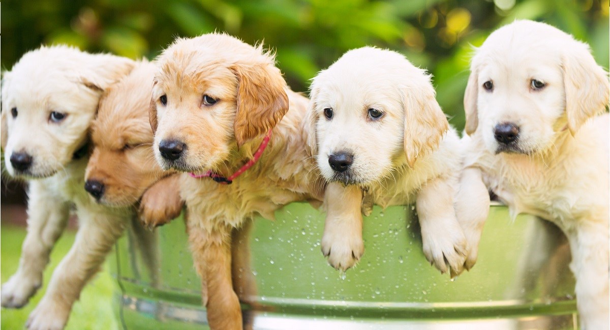 Droll Golden Retriever Puppies For Sale In Michigan 500