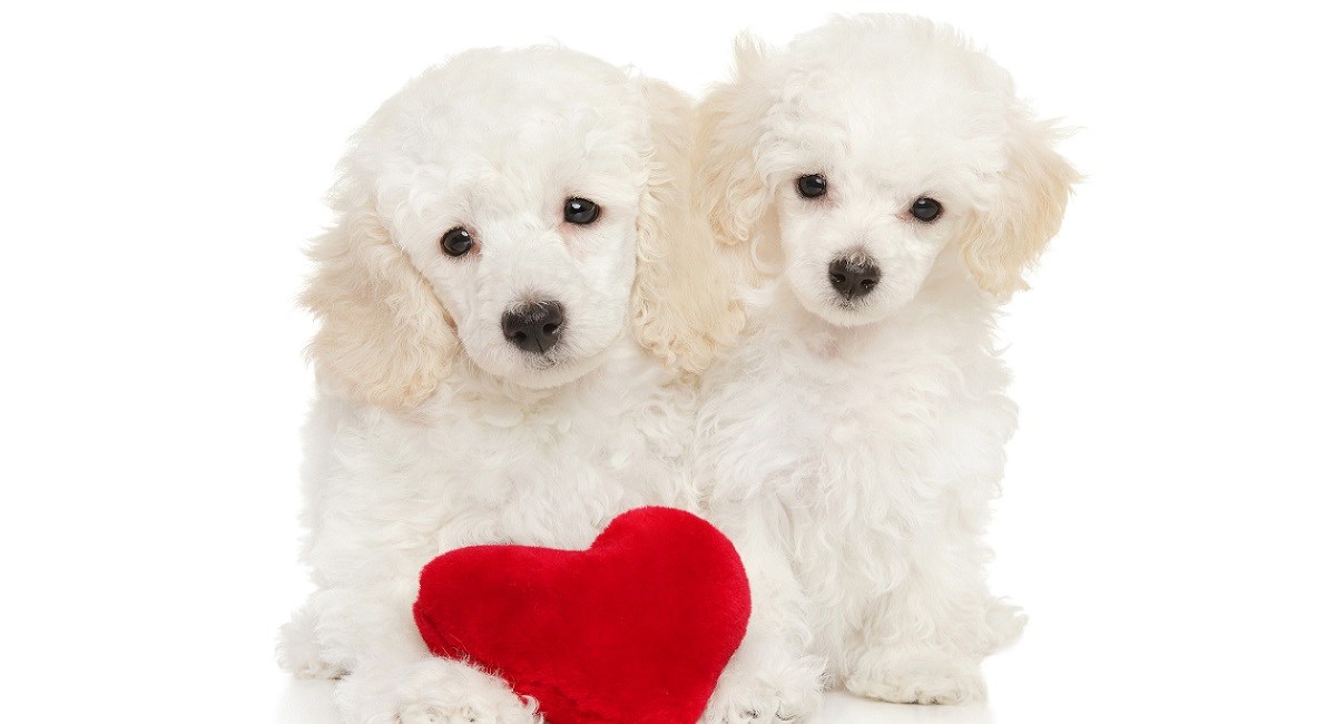 Two white poodles with velvet heart.