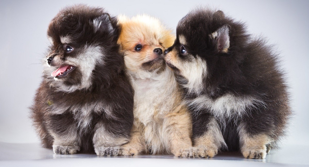 Three pomeranian puppies