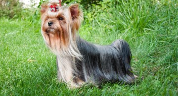 Yorkie Puppy with bow in hair
