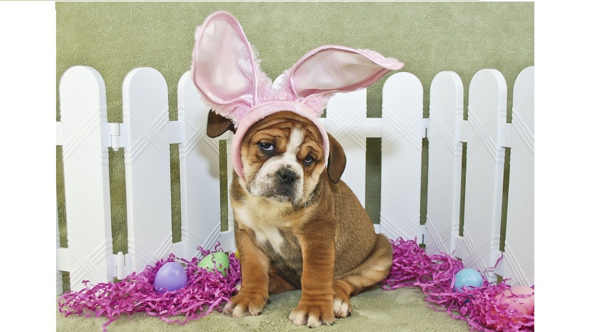 Engish Bulldog celebrating Easter