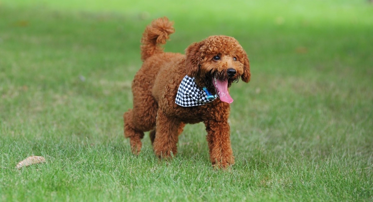 Red poodle puppy showning long tongue