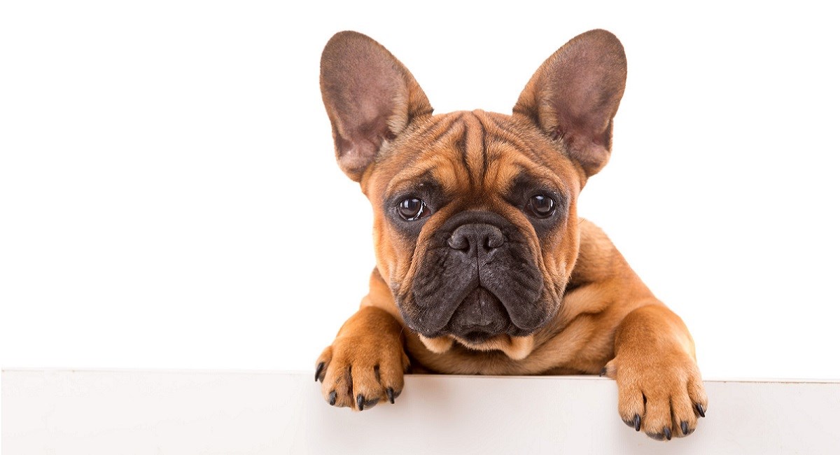 French Bulldog puppy with cute ears