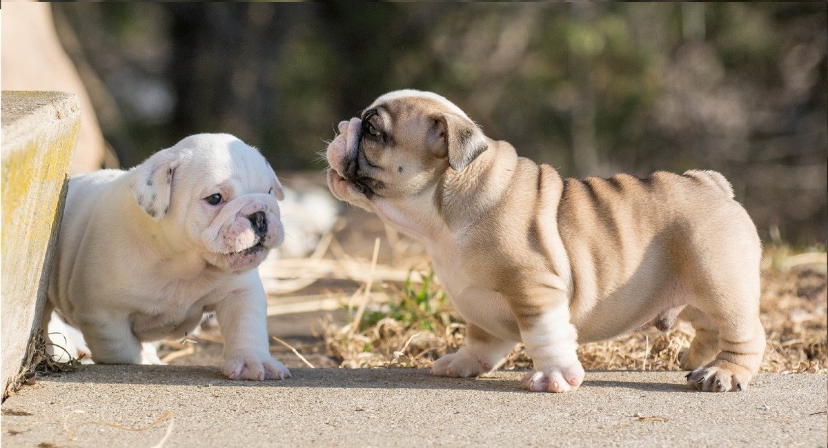 Two english bulldog puppies