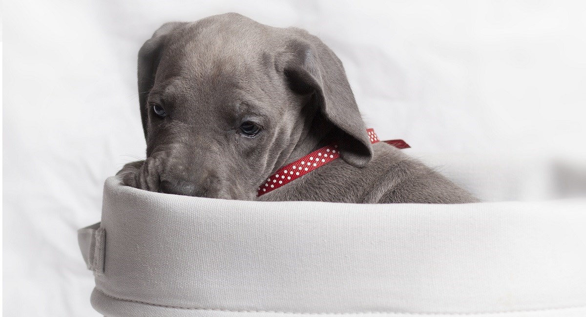 Blue Great Dane puppy peering from bag