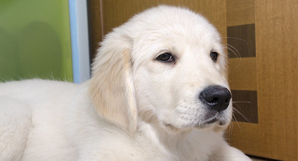 Golden Retriever puppy with smart looking face