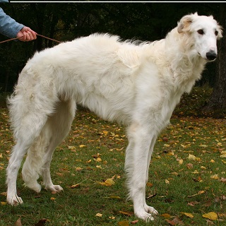 Borzoi