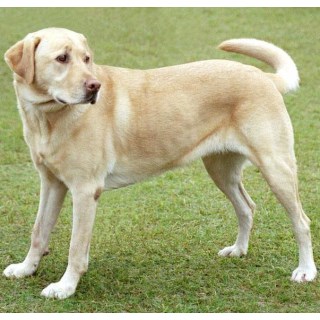 Labrador Retrierver