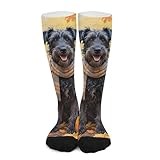 Huryilo Kerry Blue Terrier Dog Fall Socks for Women Thanksgiving Pumpkin Womens Socks Crew Socks