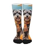 Huryilo Fall Dog Crew Socks for Men Affenpinscher Dog Wearing Scarf Mens Socks