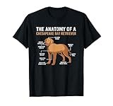 Chesapeake Bay Retriever thumbnail